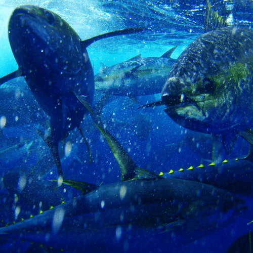 Diskussionen um den Thunfisch: Fischsammler und Beifang