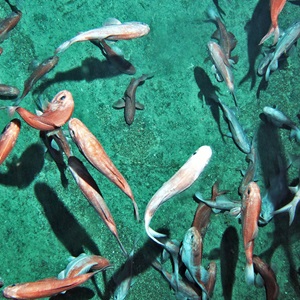 Australia’s orange roughy fishery cleared for MSC certification by independent adjudicator