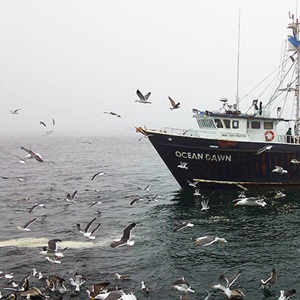 Mexico Pacific sardine: Improving brown pelican population estimates