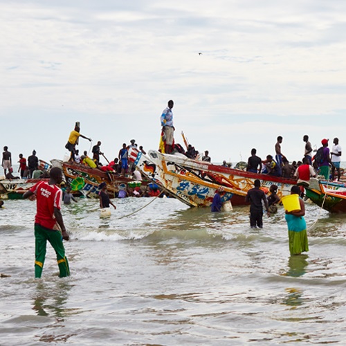 Fishery Improvement Projects (FIPs)