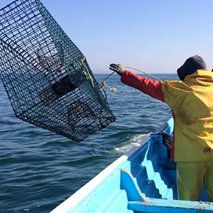 Mexican barred sand bass: Supporting fishing cooperatives