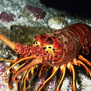 Nicaraguan spiny lobster: Improving fishery knowledge