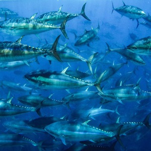 Maintaining Fish Stocks