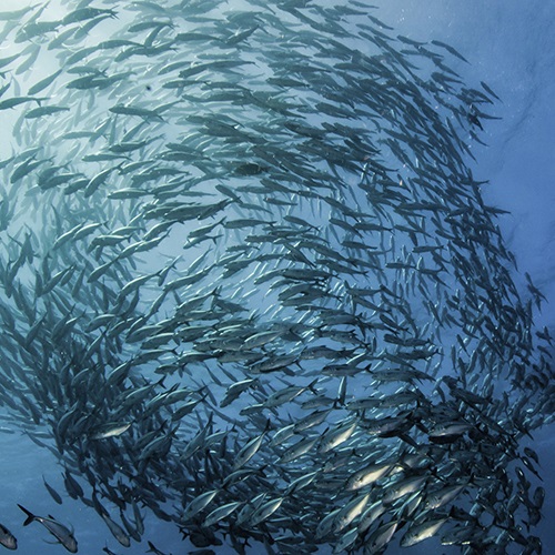 O que é a pesca sustentável?